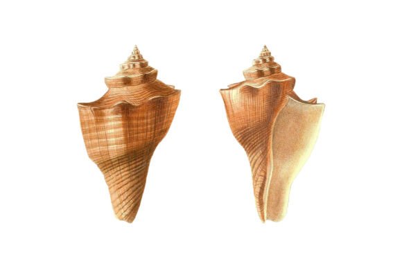 Brown Conidae Cone Shell Clipart Set: A Natural Design Asset