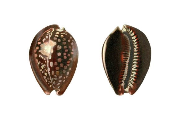 Humpback Cowrie Shell Clipart: Coastal Elegance for Designers