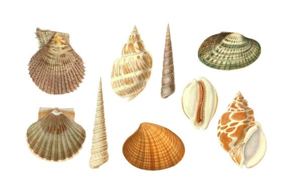 Vintage Seashells Clipart: A Coastal Design Resource